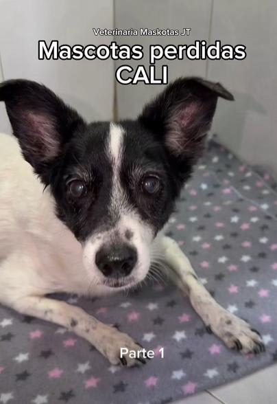 Perro encontrado en Cali
