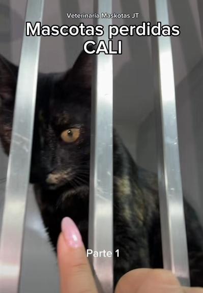Gato encontrado en Cali
