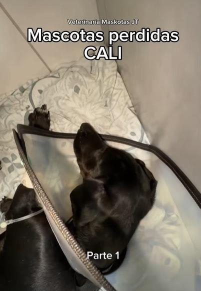 Perro encontrado en Cali