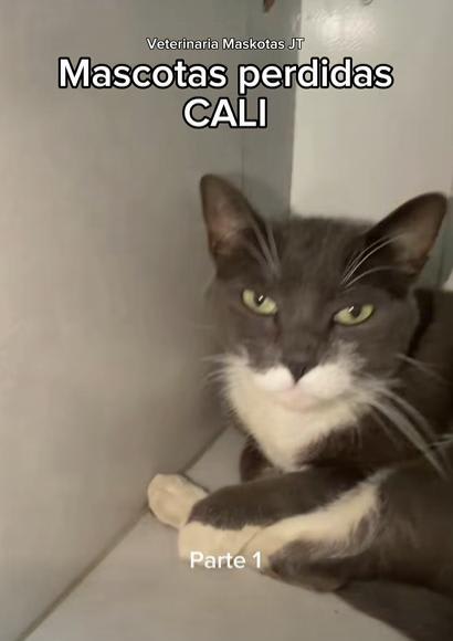 Gato encontrado en Cali