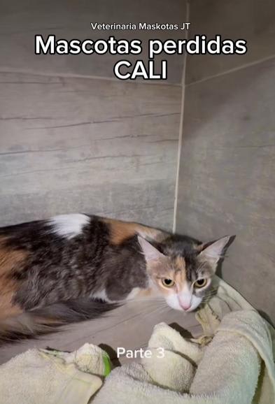 Gato encontrado en Cali
