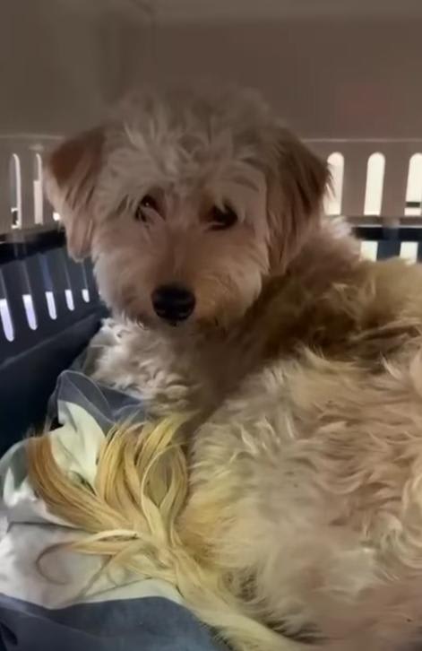 Perro encontrado en Cali