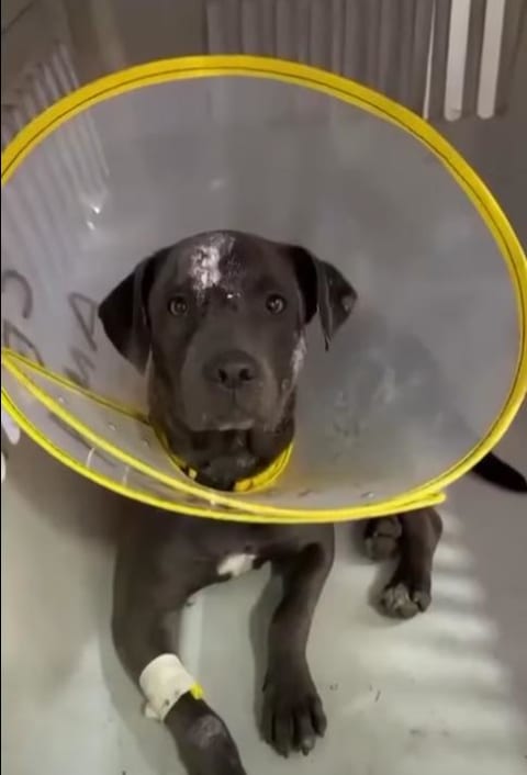 Perro encontrado en Cali
