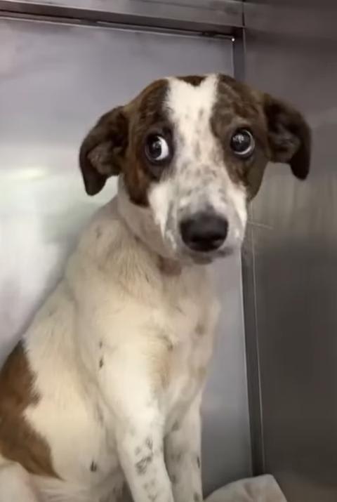 Perro encontrado en Cali