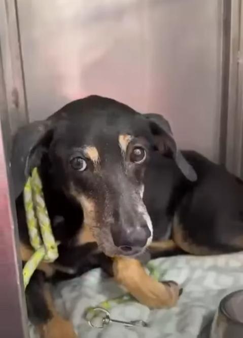 Perro encontrado en Cali