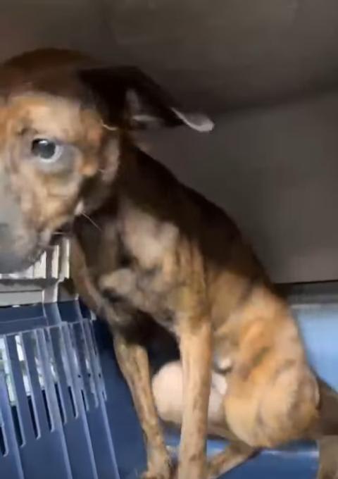 Perro encontrado en Cali