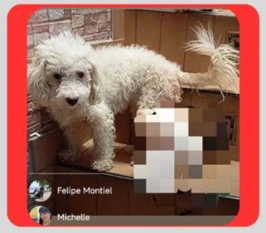 Perro perdido en Cali