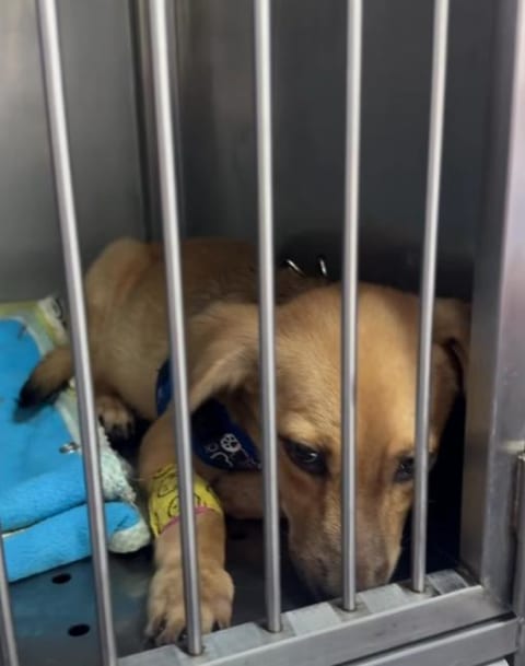 Perro encontrado en Cali