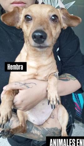 Perro encontrado en Cali