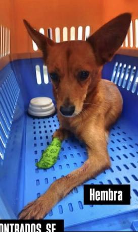 Perro encontrado en Cali