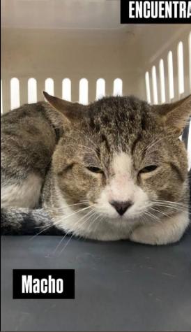 Gato encontrado en Cali