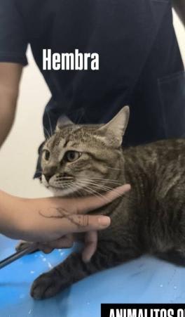 Gato encontrado en Cali