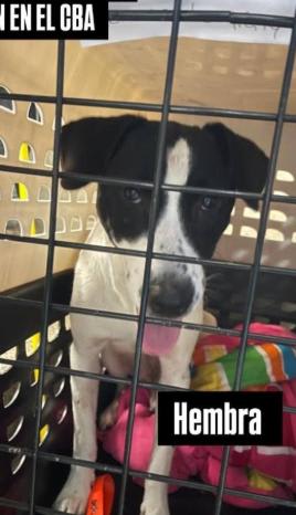 Perro encontrado en Cali