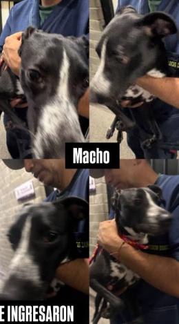 Perro encontrado en Cali