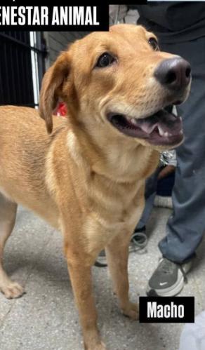 Perro encontrado en Cali
