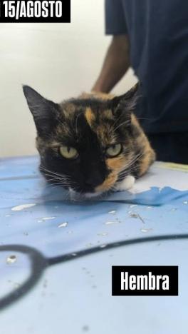 Gato encontrado en Cali