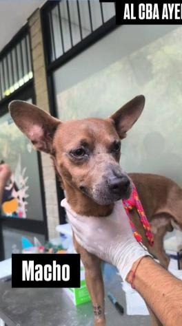 Perro encontrado en Cali