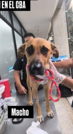 Perro encontrado en Cali