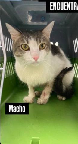 Gato encontrado en Cali