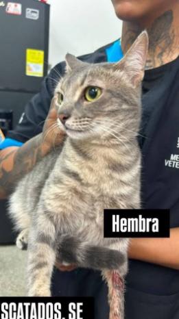 Gato encontrado en Cali