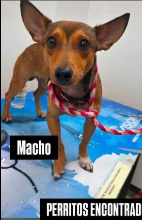 Perro encontrado en Cali
