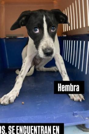 Perro encontrado en Cali