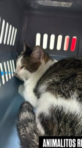 Gato encontrado en Cali