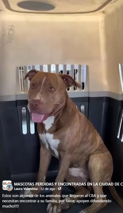 Perro encontrado en Cali