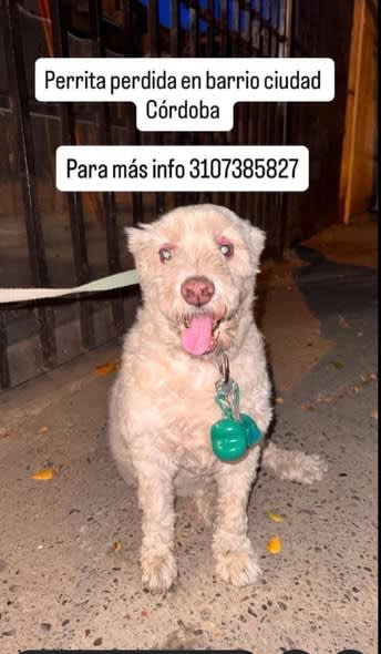 Perro perdido en Cali