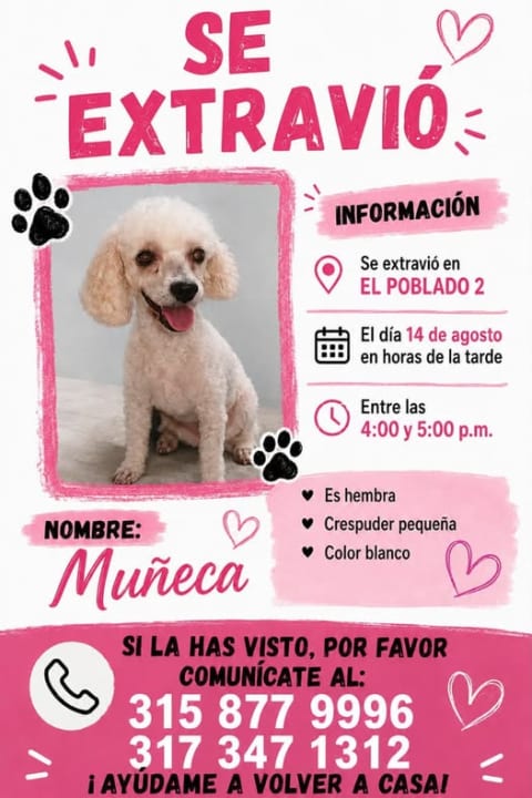 Perro perdido en Cali