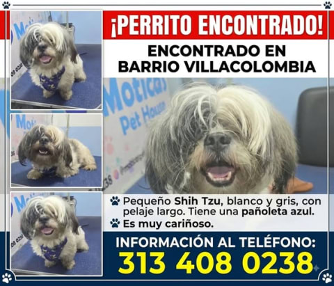 Perro encontrado en Cali