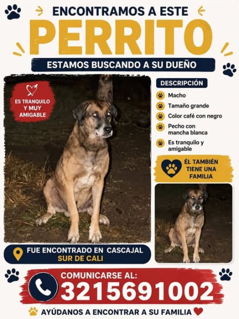 Perro perdido en Cali