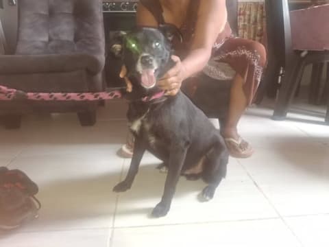 Perro perdido en Cali