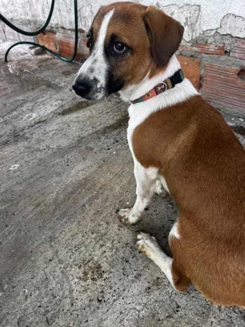 Perro perdido en Cali