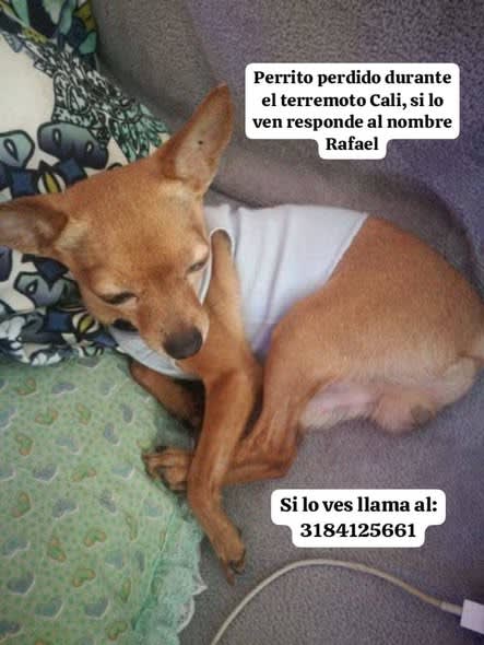 Perro perdido en Cali