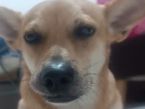 Perro perdido en Cali