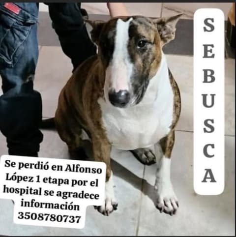 Otra especie perdido en Cali