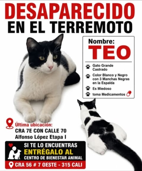 Gato perdido en Cali