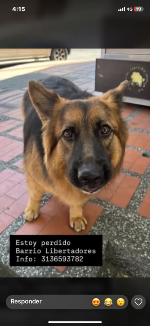 Perro perdido en Cali