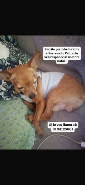 Perro perdido en Cali
