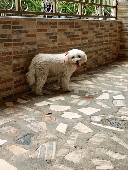 Perro perdido en Cali
