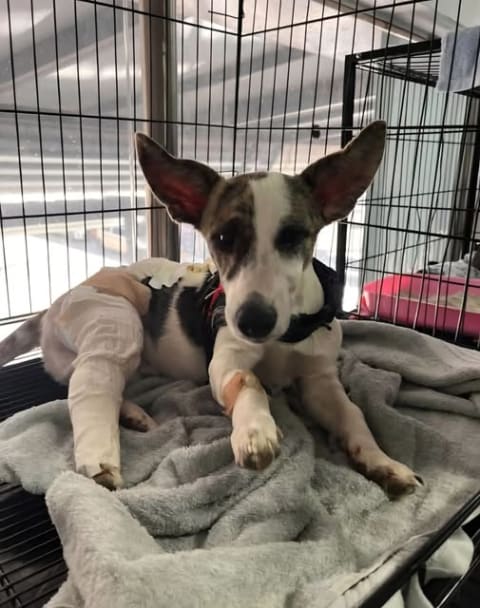 Perro perdido en Cali