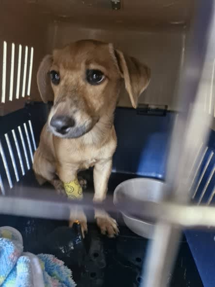 Perro perdido en Cali