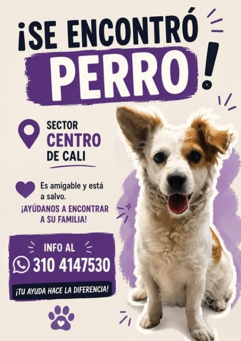 Perro perdido en Cali