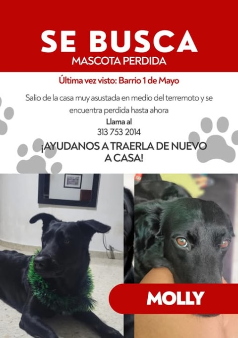 Otra especie perdido en Cali