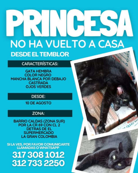 Gato perdido en Cali