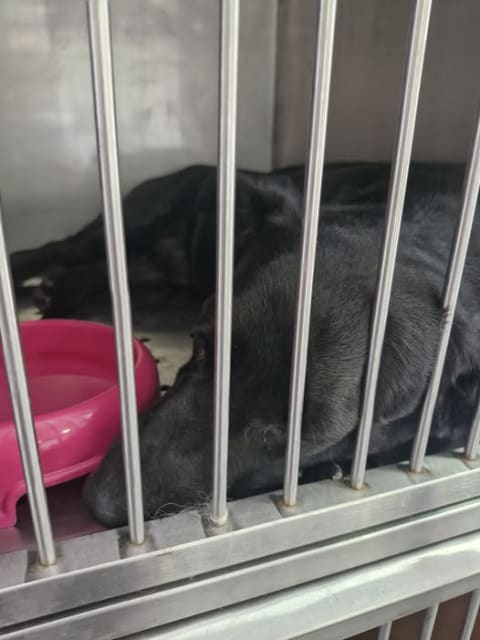 Perro perdido en Cali