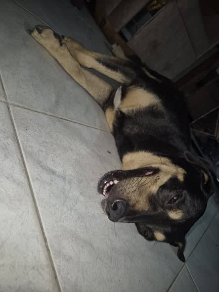 Perro perdido en Cali