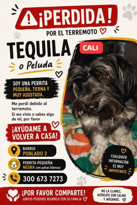 Perro perdido en Cali