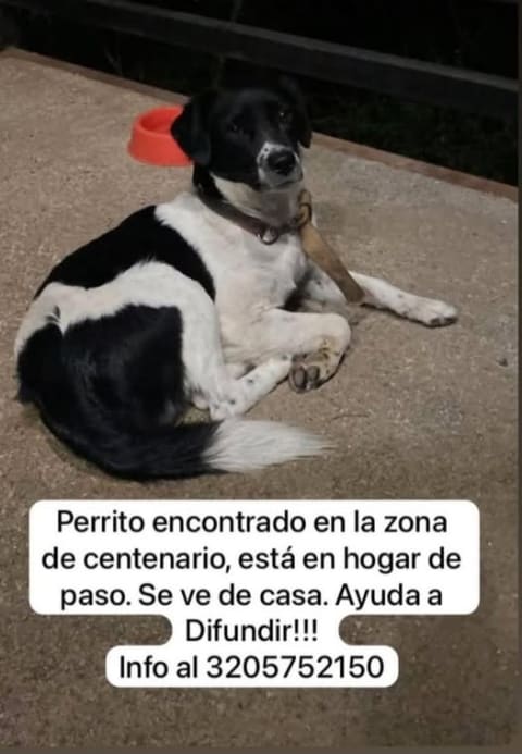 Perro encontrado en Cali